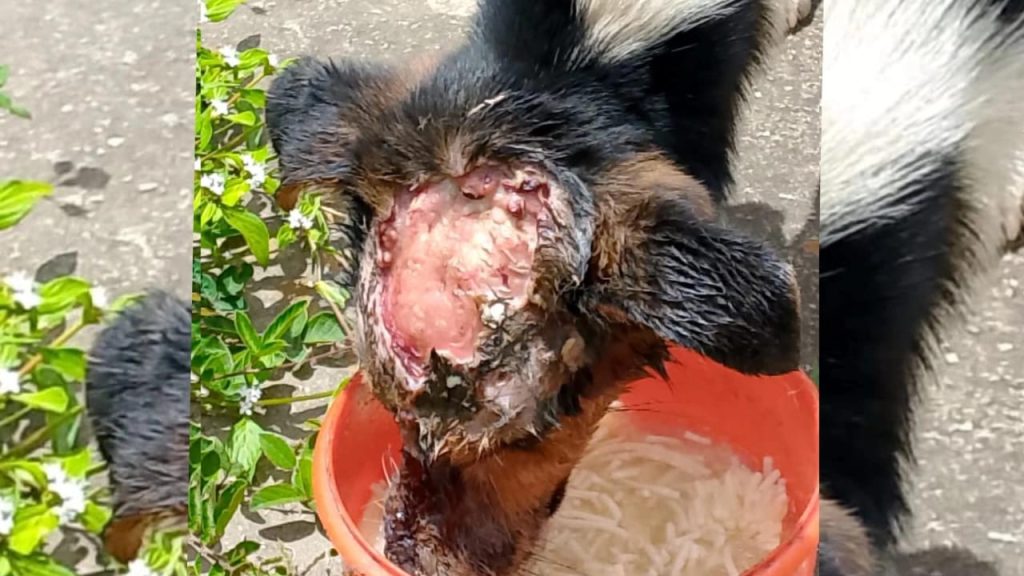 Grave perrita que fue atacada con agua hirviendo