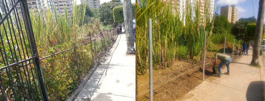 Tala de plantas ornamentales  en la Miranda genera revuelo