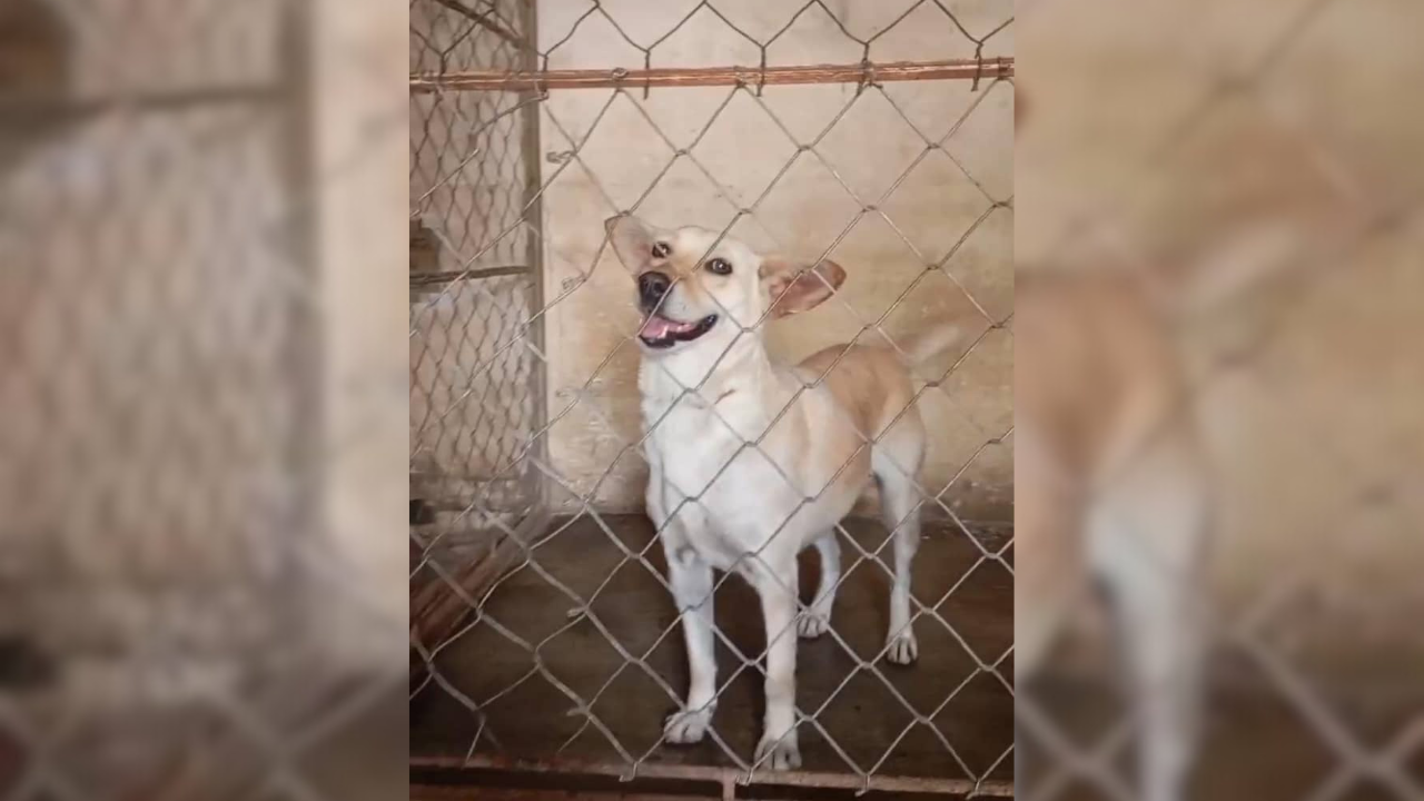 La nueva vida de la perrita “Tomasa”