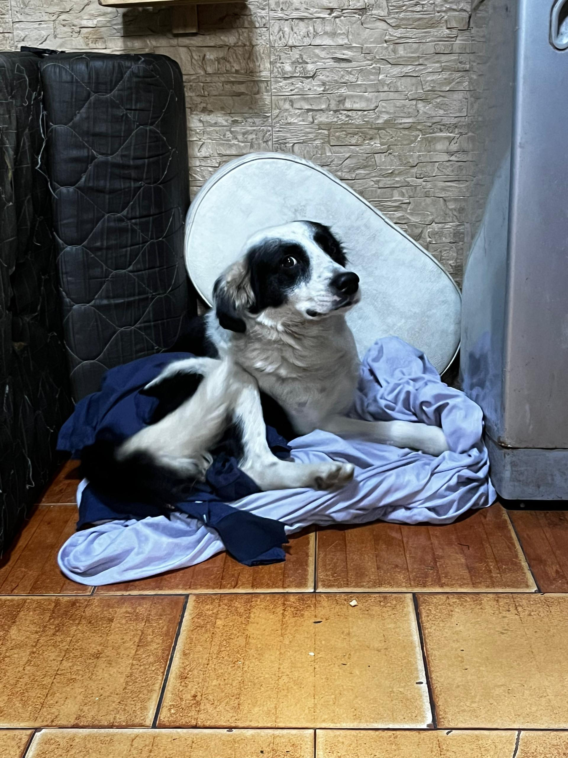Buscan hogar para el perrito Hachi