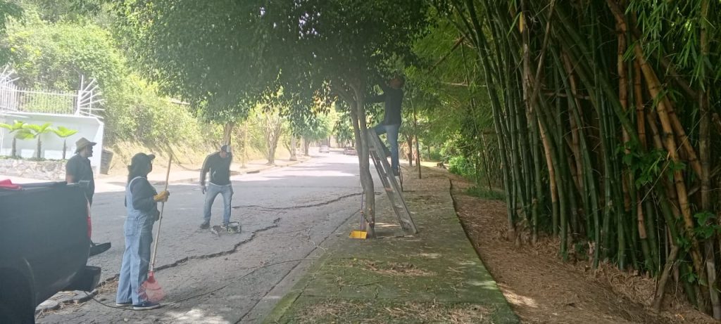 Han podado nueve árboles en Quenda