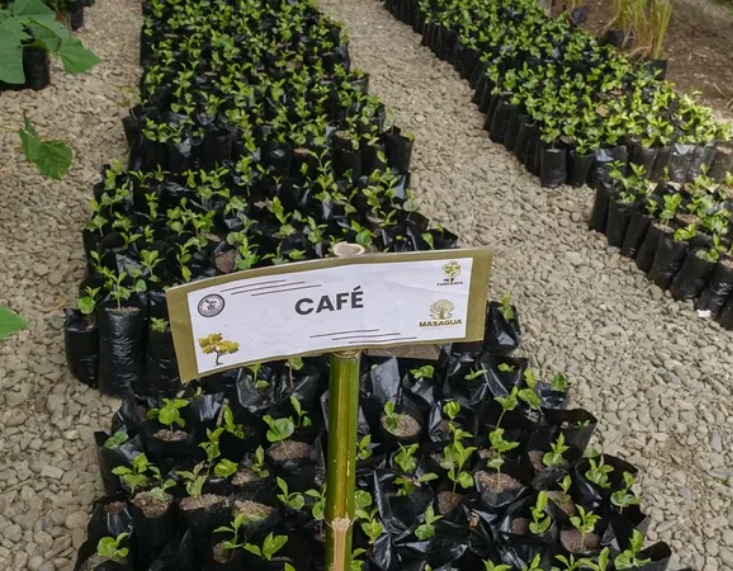Anuncian reforestación de cuencas del río San Pedro