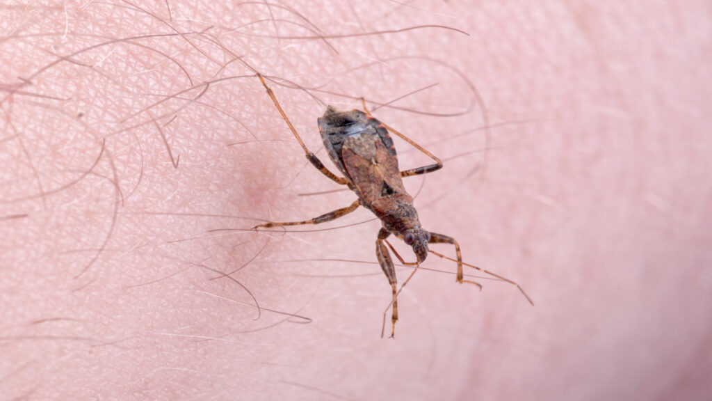 EEUU confirma que la enfermedad de Chagas es ya endémica