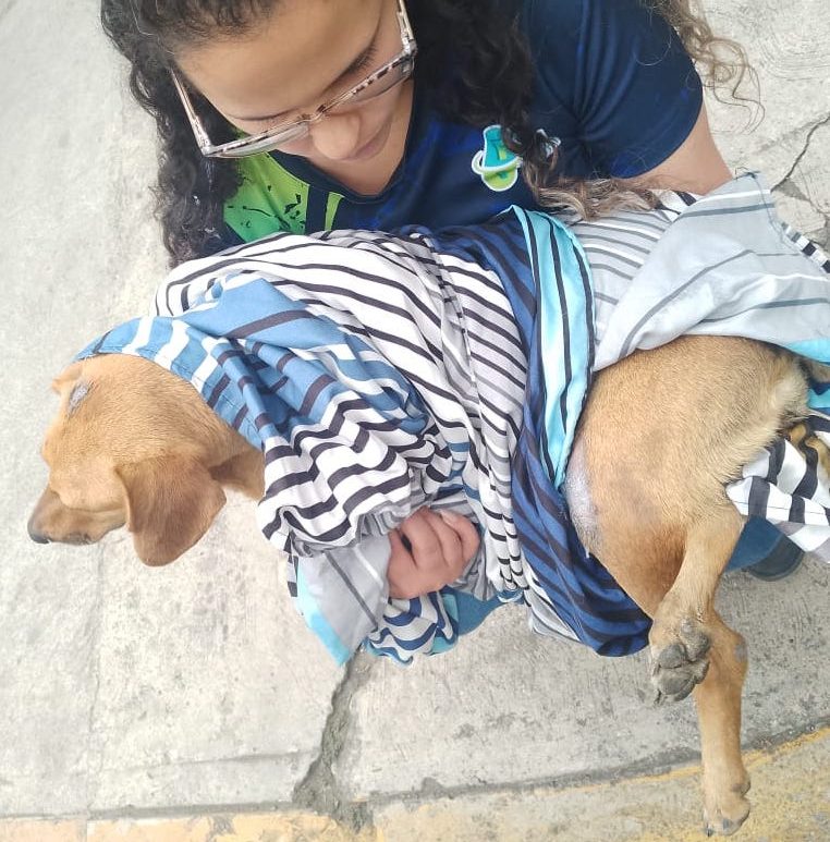 Buscan a conductor que atropelló a la perrita “Canela”