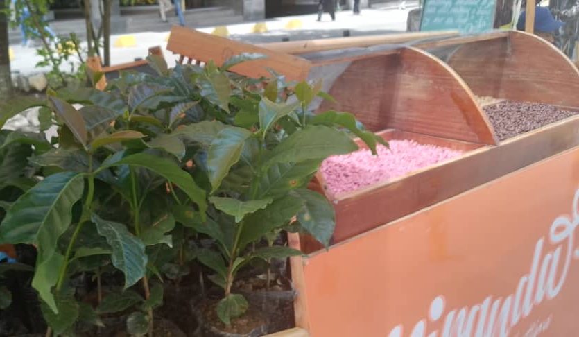 Guaicaipuro exporta café a Japón