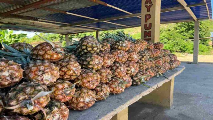 Productores piden planes de desarrollo para impulsar la siembra