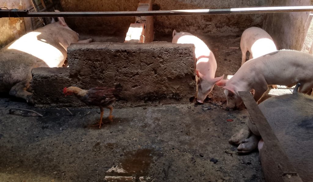 Alcaldía inspeccionará cría de cerdos en Cumbre Roja
