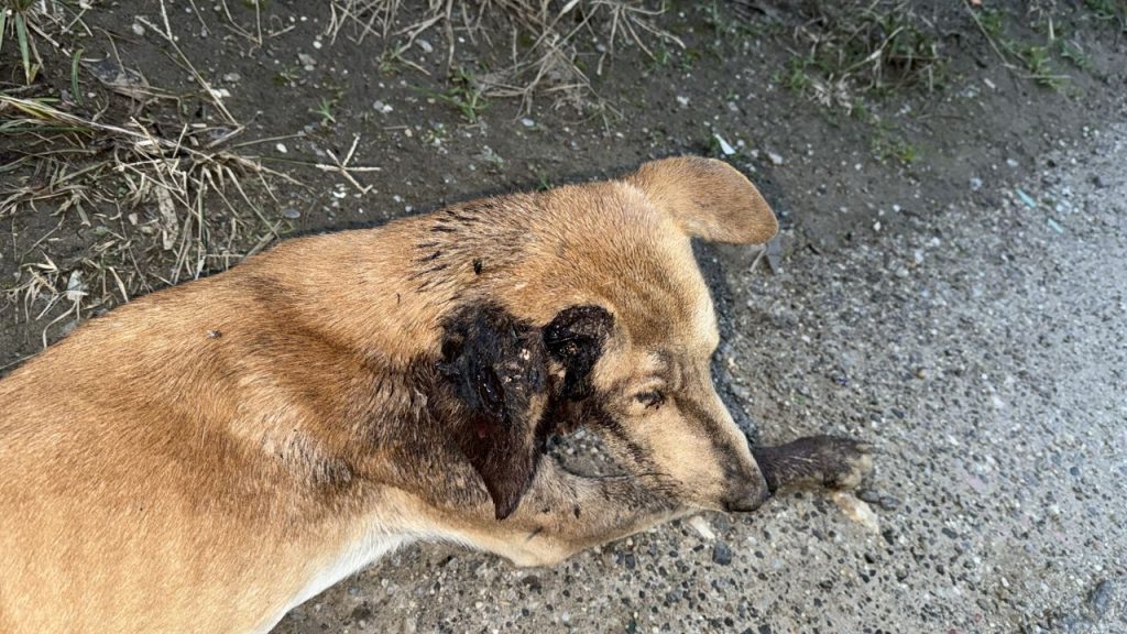 “Catire” sobrevivió por un mes a la indolencia humana