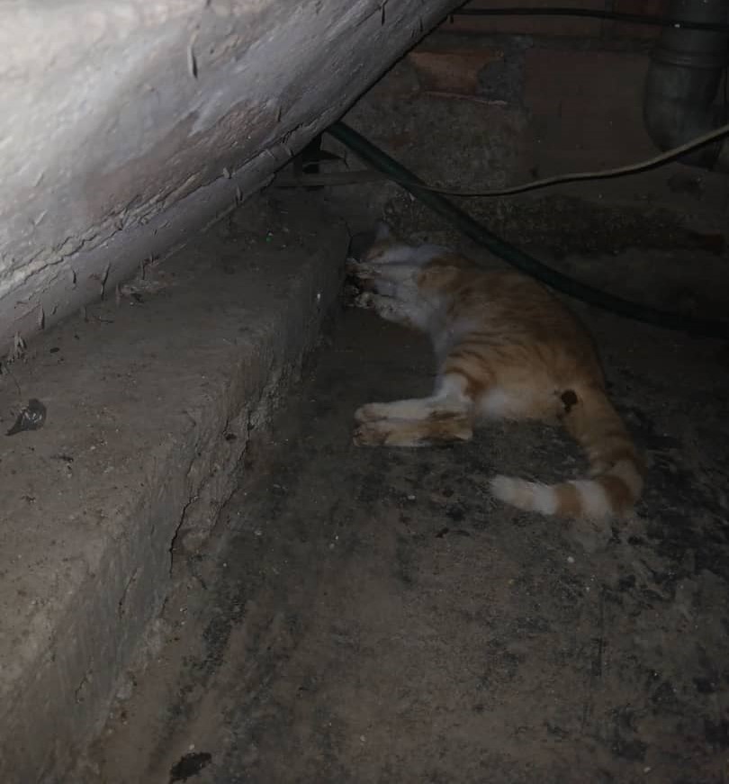 Envenenaron con sardinas a cinco gatos en Los Teques