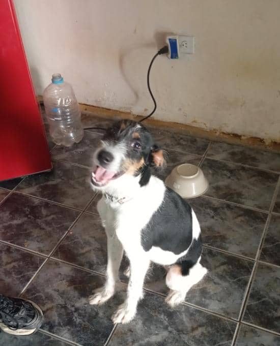 Adoptaron a una perrita y luego la abandonaron