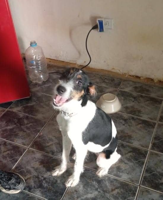Adoptaron a una perrita y luego la abandonaron