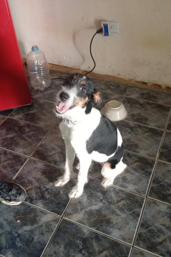 Adoptaron a una perrita y luego la abandonaron