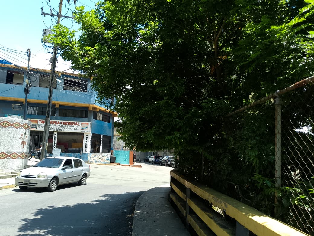 Piden podar árboles en la Roscio