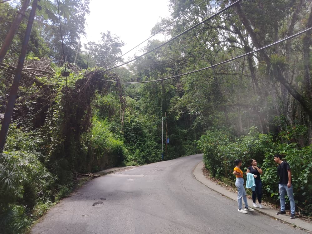 La maleza gana terreno en carretera de Los Salias