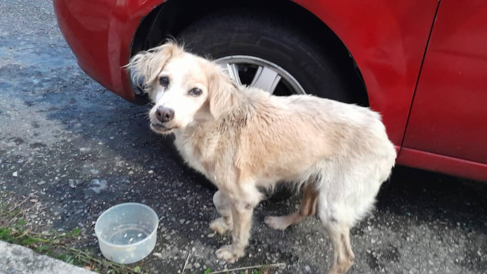 Con anemia y una pata herida hallan a la perra “Blanquita”