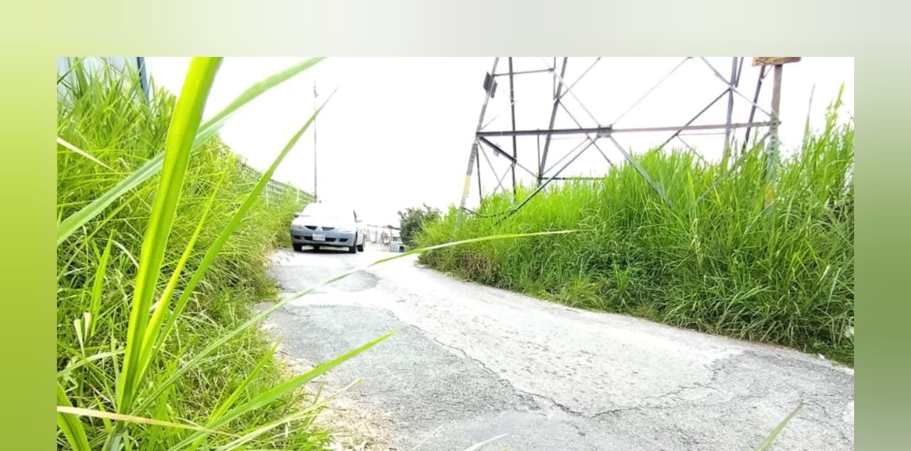 Lomas de Urquía atrapada en la maleza