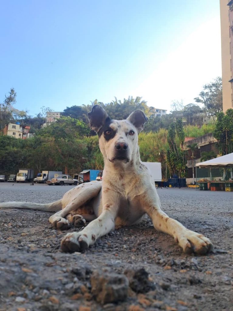 Con veneno pusieron fin a las ocurrencias de “Manchitas”