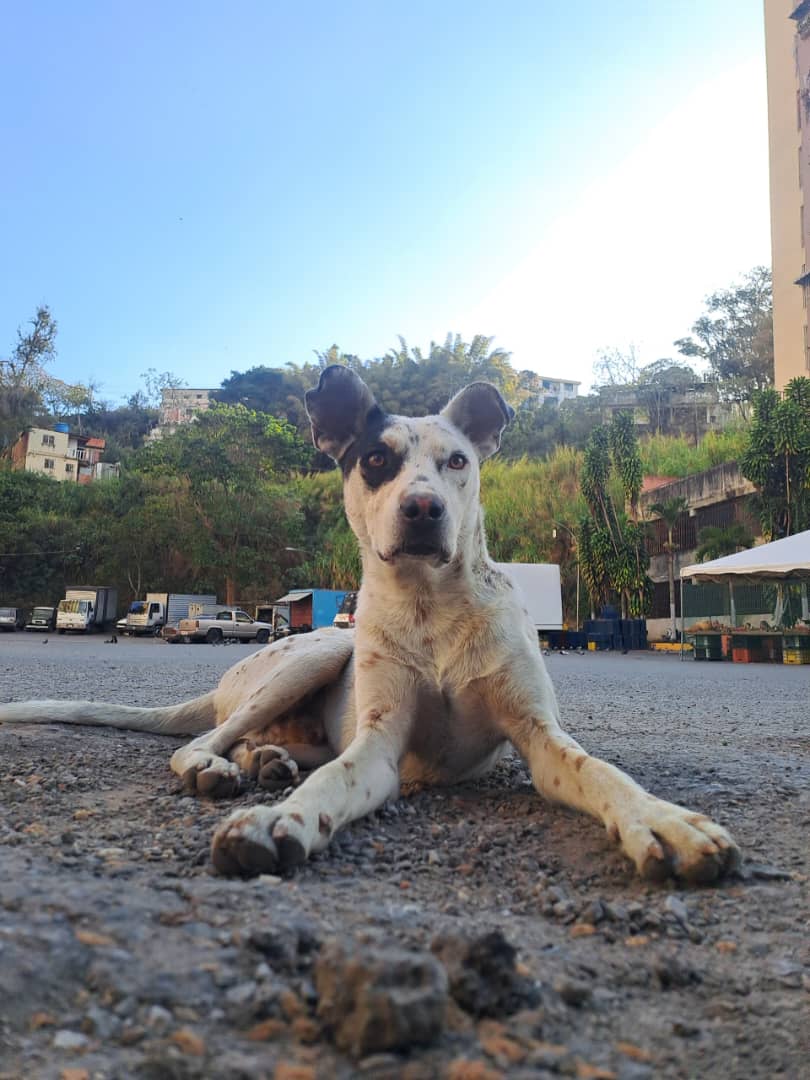 Con veneno pusieron fin a las ocurrencias de “Manchitas”