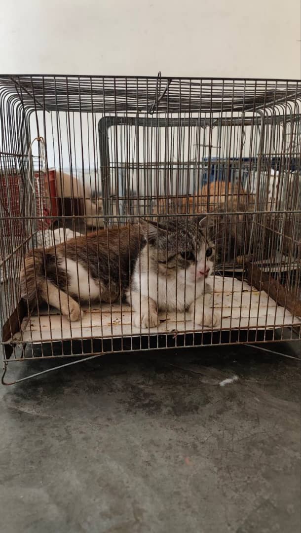 Esterilizan a 29 gatos ferales