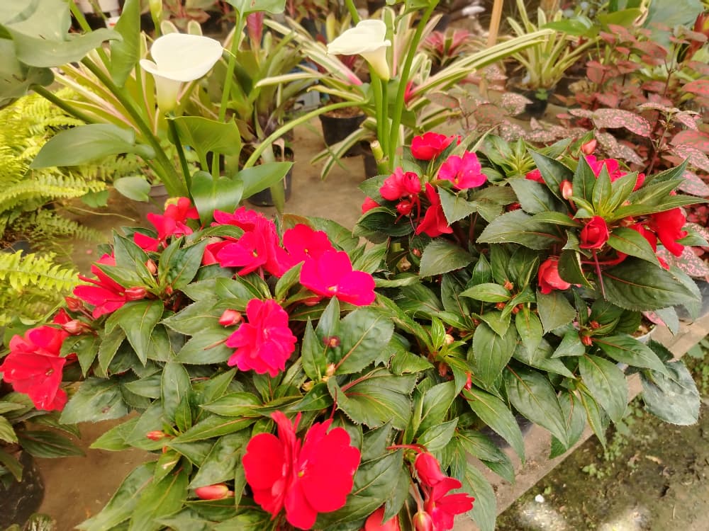 Los Teques se llena de flores