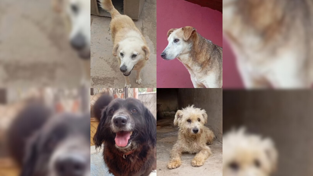 Adoptar: un acto de amor y responsabilidad