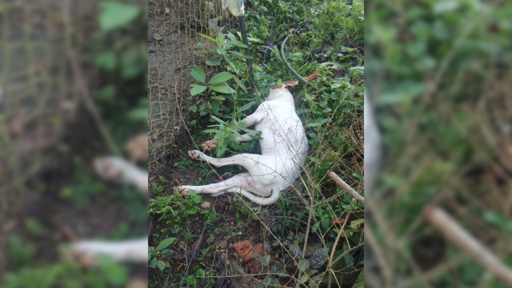 Denuncian muerte de un perro por descarga eléctrica