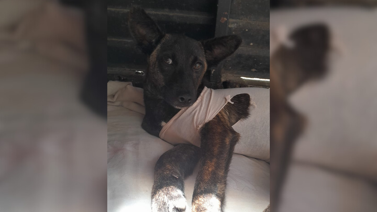 La perrita “Sasha” merece una segunda oportunidad