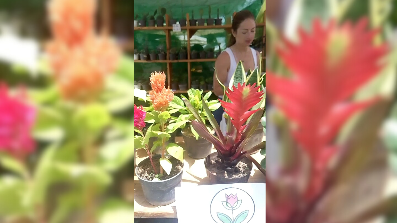 Floricultores de Guaicaipuro deslumbran con sus cosechas