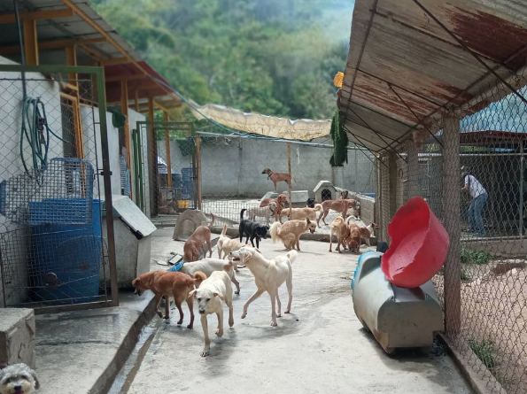 Famproa recibirá donaciones para 80 perritos