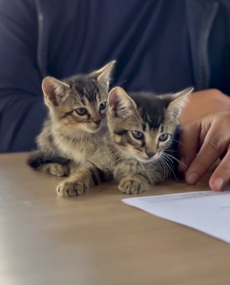 “Los animales tienen derecho a no ser abandonados”
