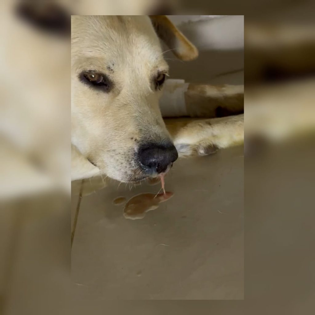 Un virus ataca al perro “Gasper”