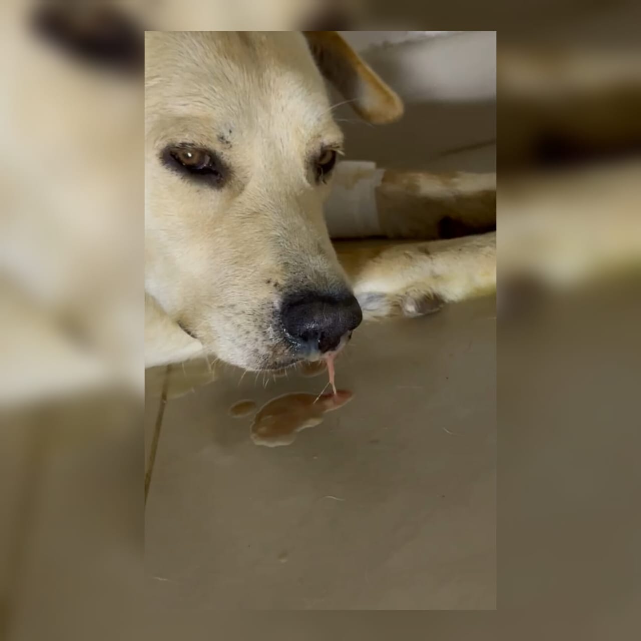 Un virus ataca al perro “Gasper”