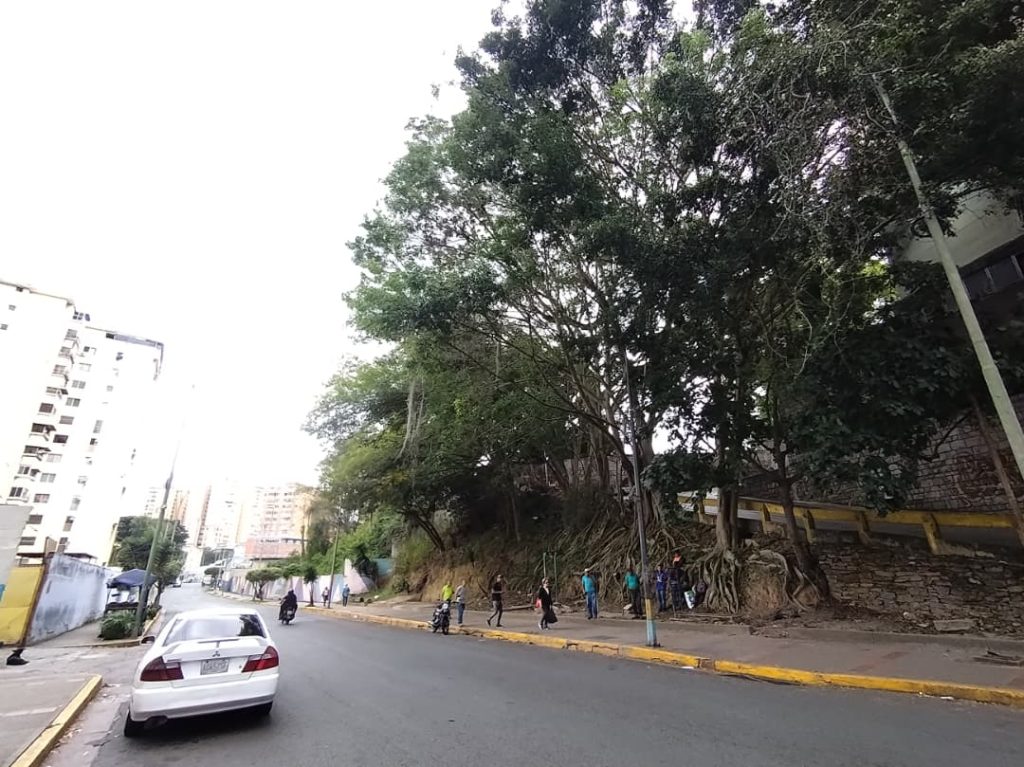 Podan árboles en la avenida Bolívar