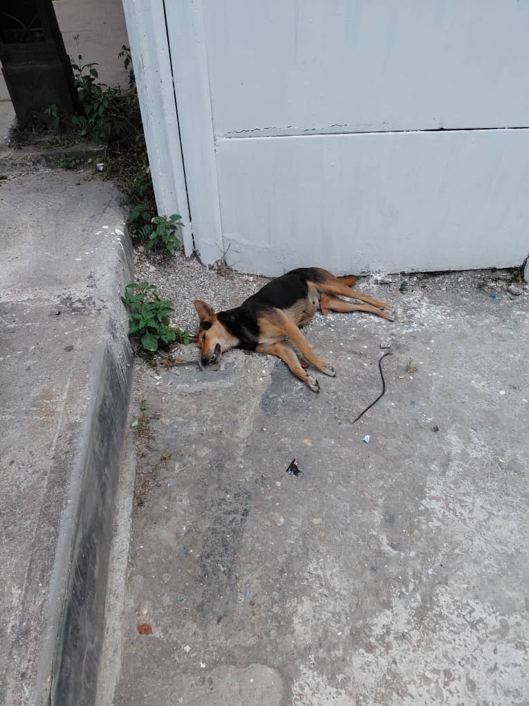 Indignación por muerte de perra embarazada