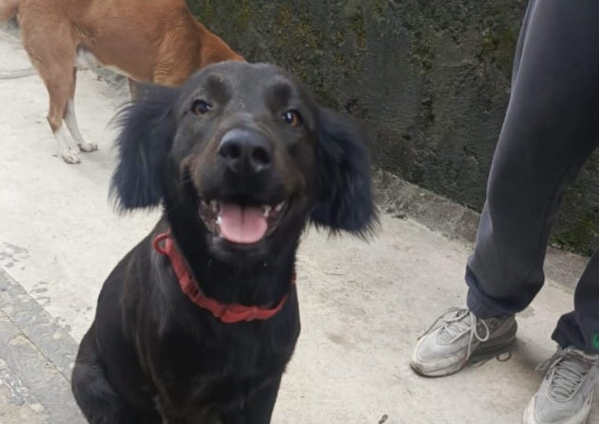 Perrita lleva año y medio a la deriva