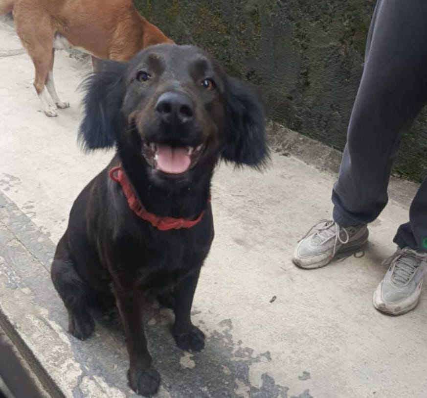 Perrita lleva año y medio a la deriva