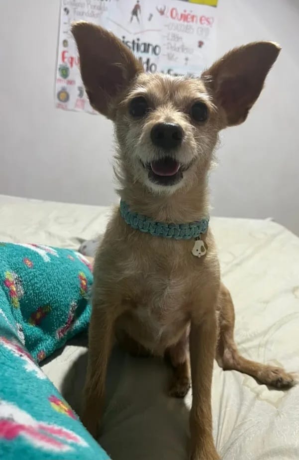 Familia angustiada por la desaparición de su perrito