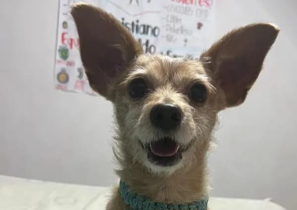 Familia angustiada por la desaparición de su perrito