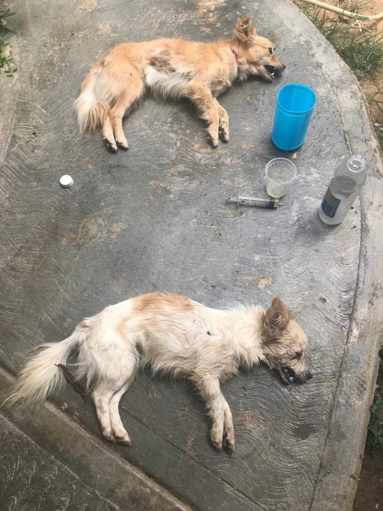 “Ha bajado la incidencia de envenenamiento de animales”