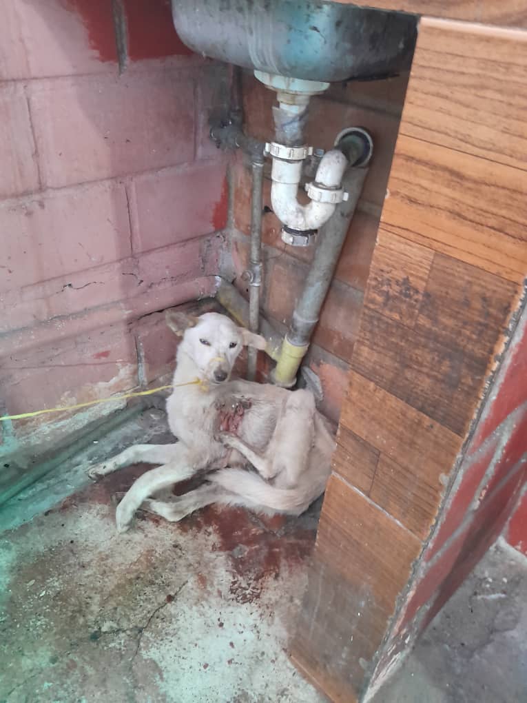 Los gusanos están matando a “Blanquita”
