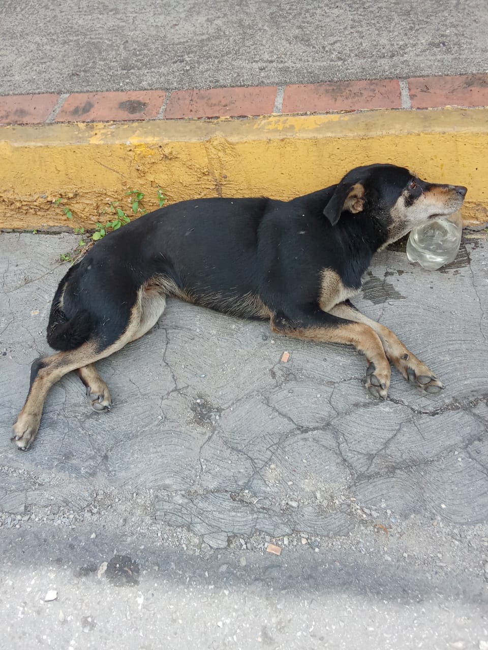 “La Negra” fue arrollada y necesita ayuda