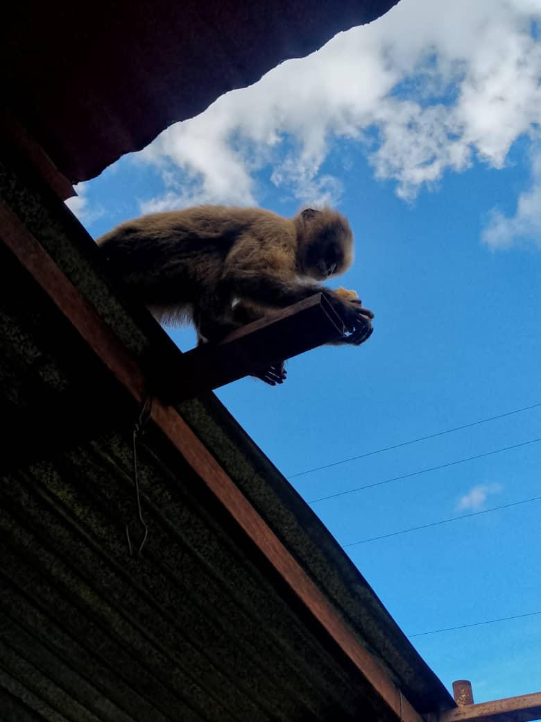 Rescatan a mona que andaba suelta en Laguneta