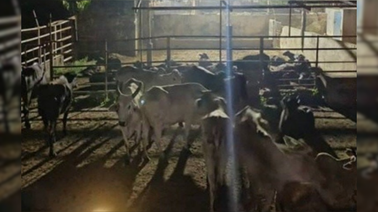 Capturan a dos delincuentes por robo de ganado