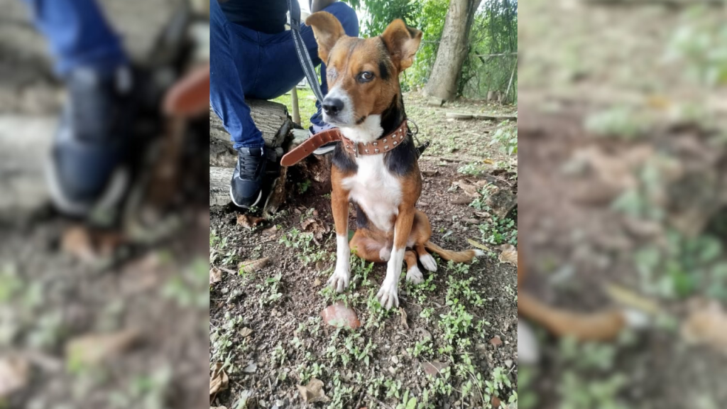 El infortunio persigue al perrito “Oso”