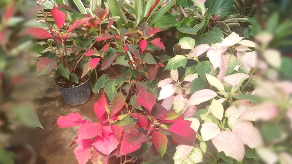 Aparecen flores de navidad