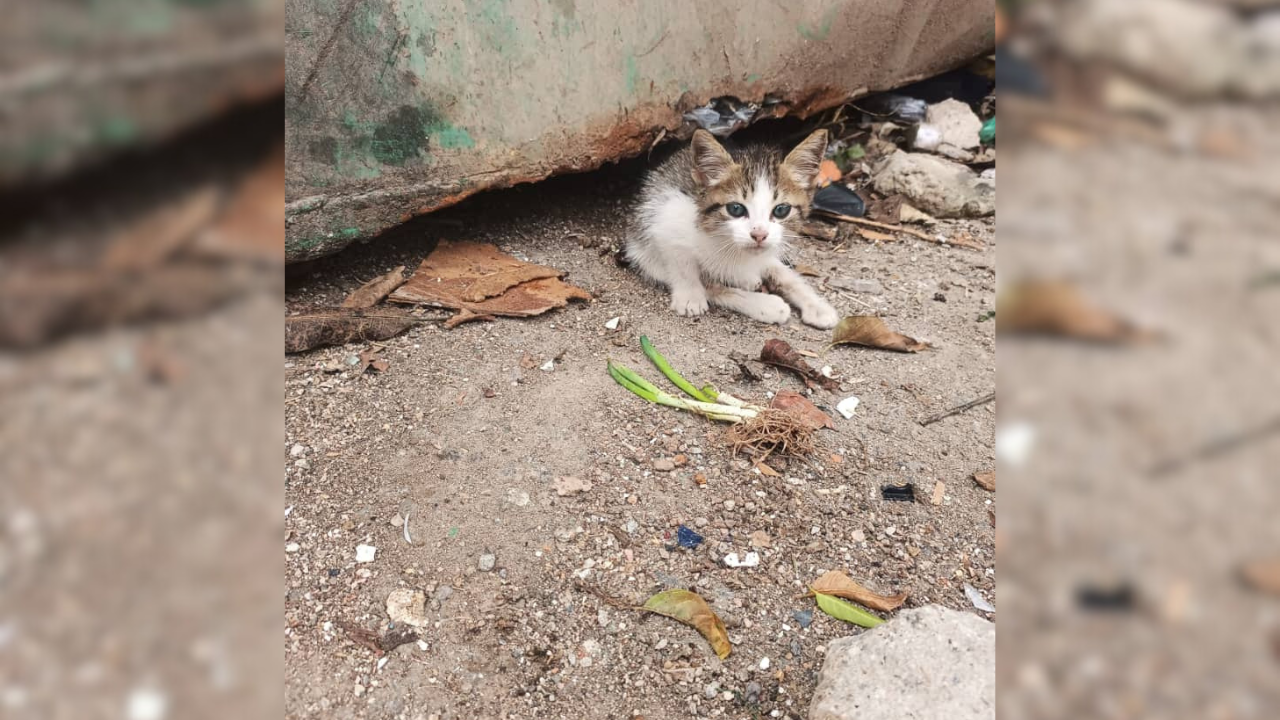 Hallan gata en basurero con las patas fracturadas