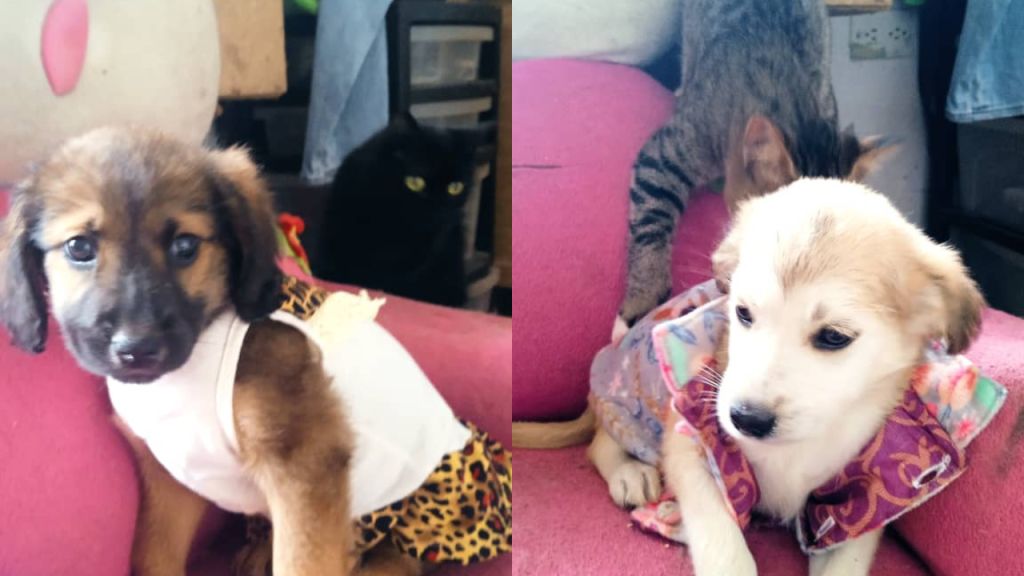 Cuadro viral grave amenaza a dos cachorras