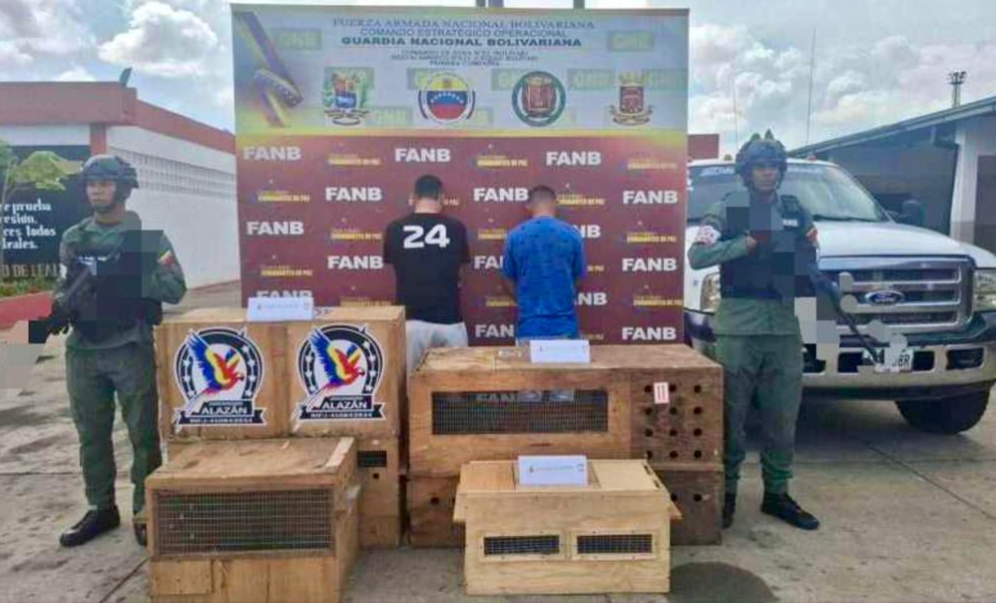 Detenidos en Bolívar por tráfico de 11 monos viudita