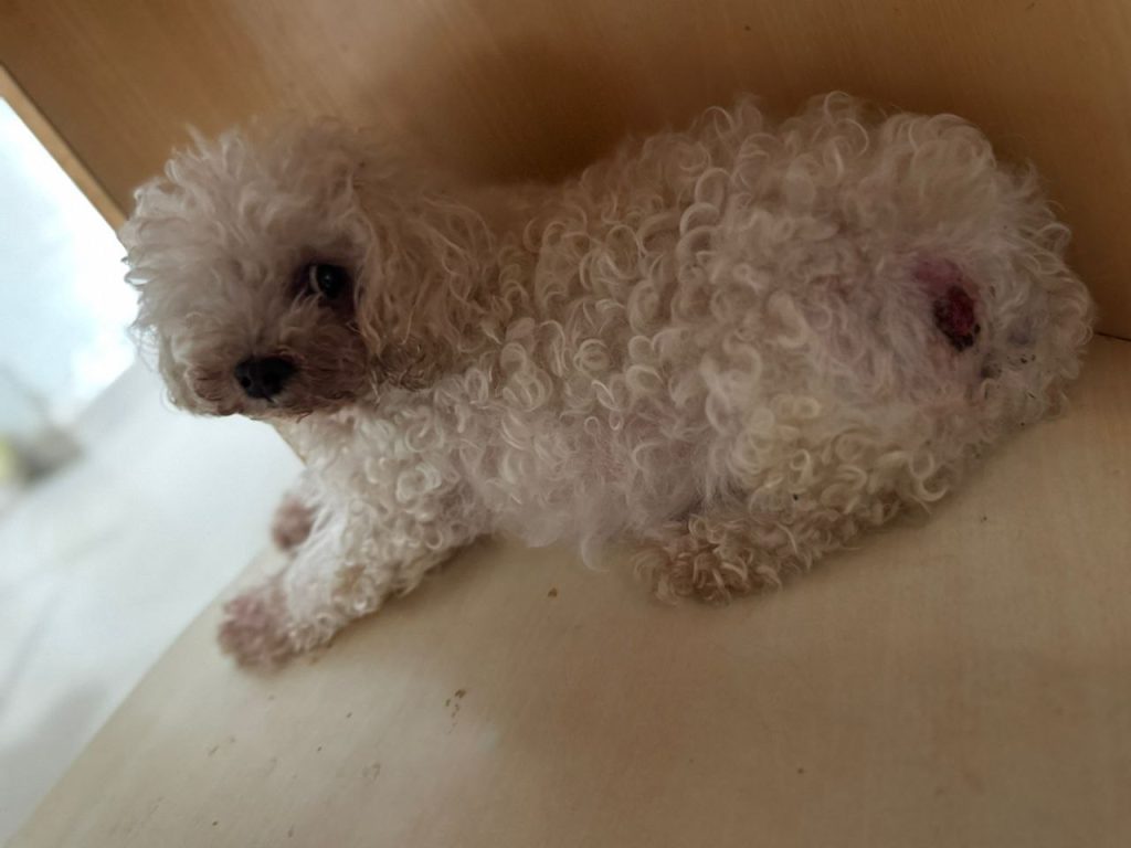 El tumor maligno que agobia a la perrita Cala