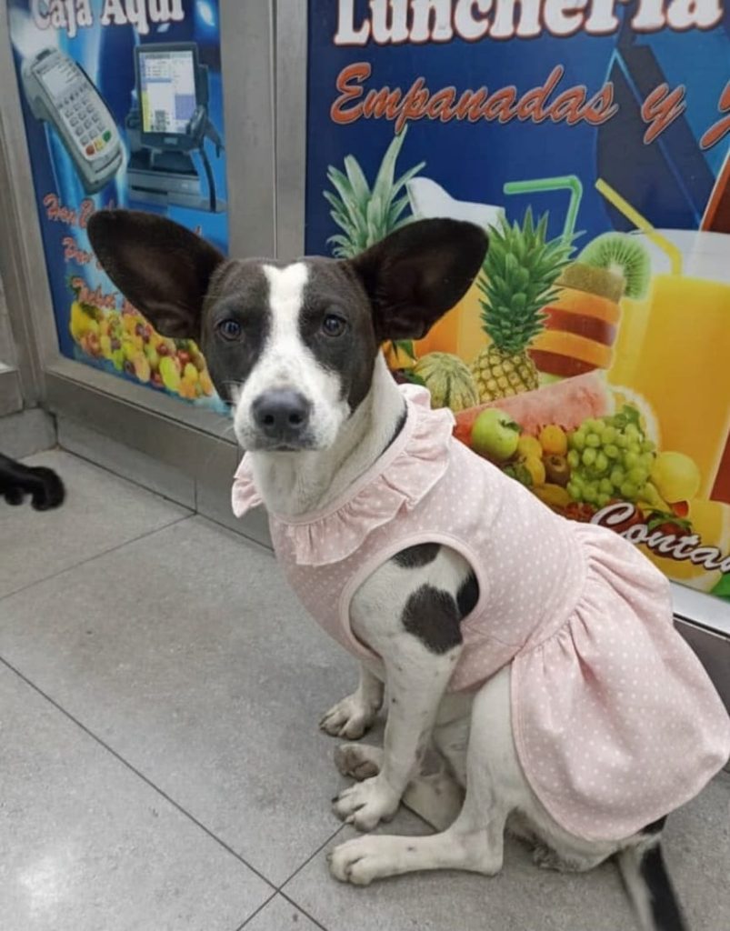 “Manchita” no tiene a nadie que la adopte